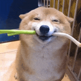 憨狗表情包|一起拉屎吗?