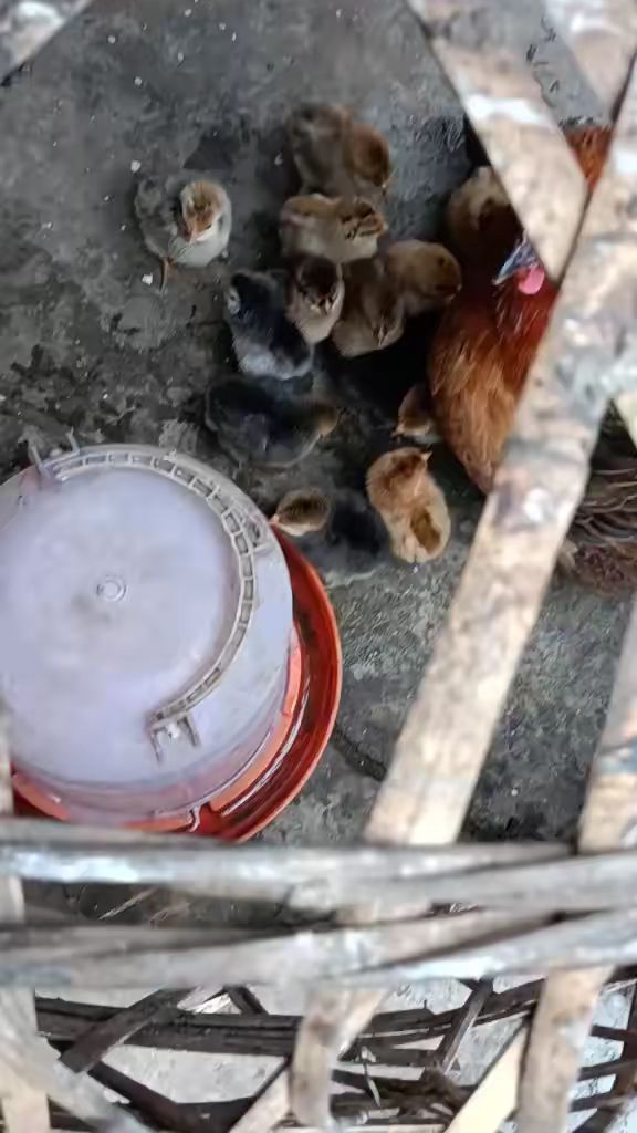 真实的农村人是怎么孵化小鸡的