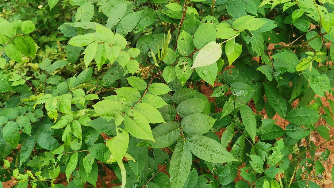 农村门前屋后的羊角菜,夏天用来打汤,味道棒极了