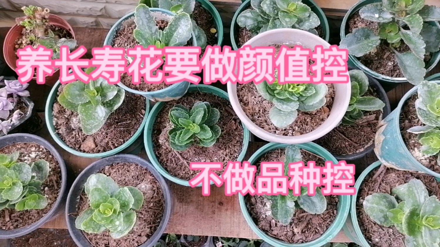 我已有100多个品种,为什么还在购小苗和枝条?并不是品种控!