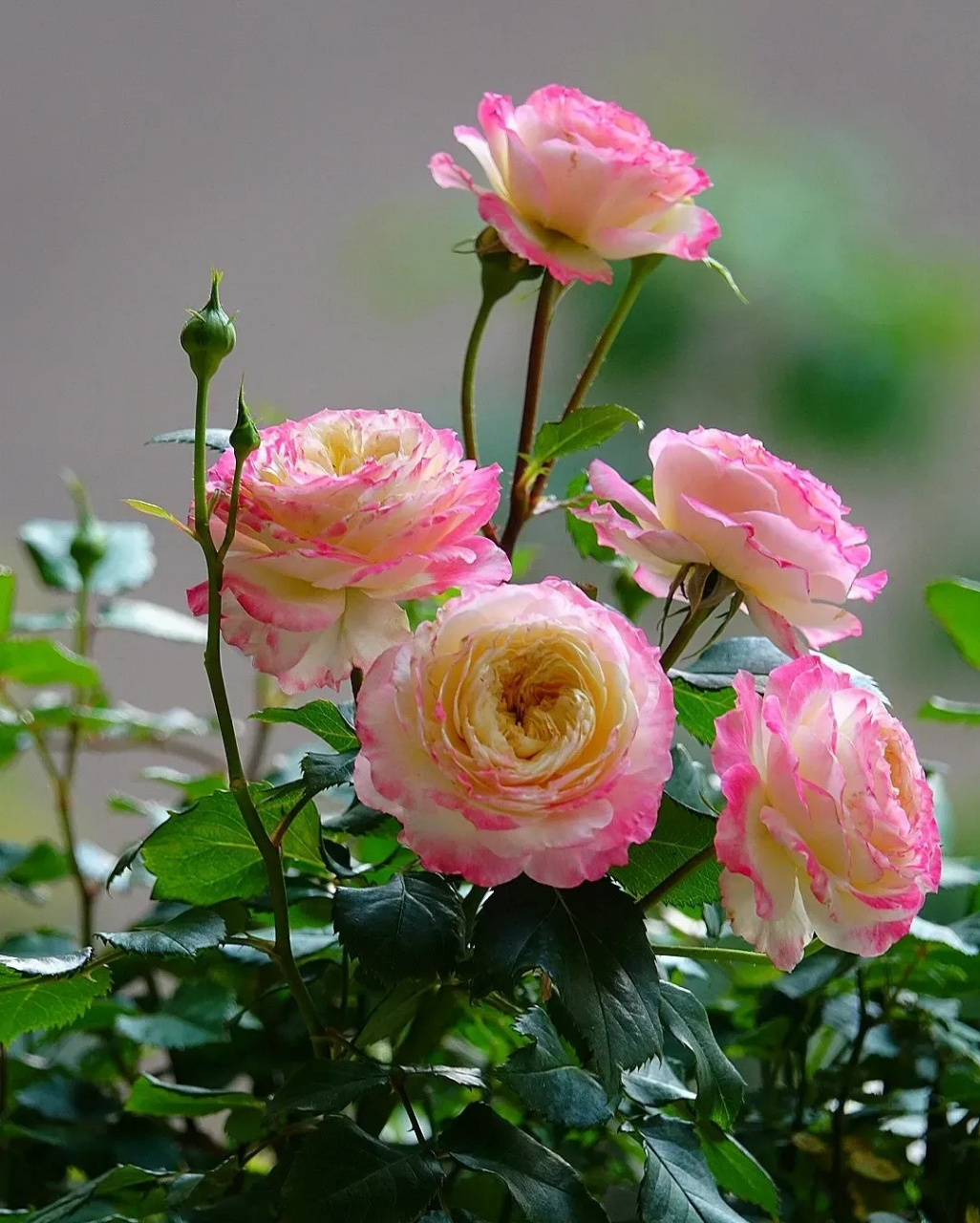 初妆月季,红粉佳人,笑傲春天.  #摄影爱好者联盟