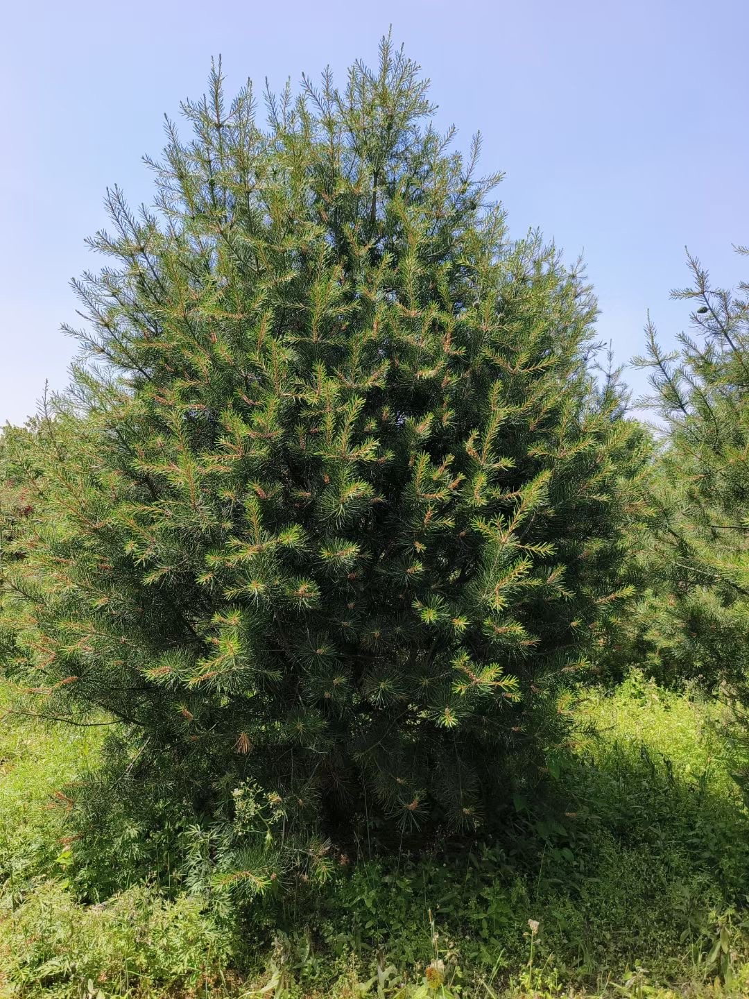 白皮松价格(白皮松多少钱)(白皮松最新报价表)(白皮松)