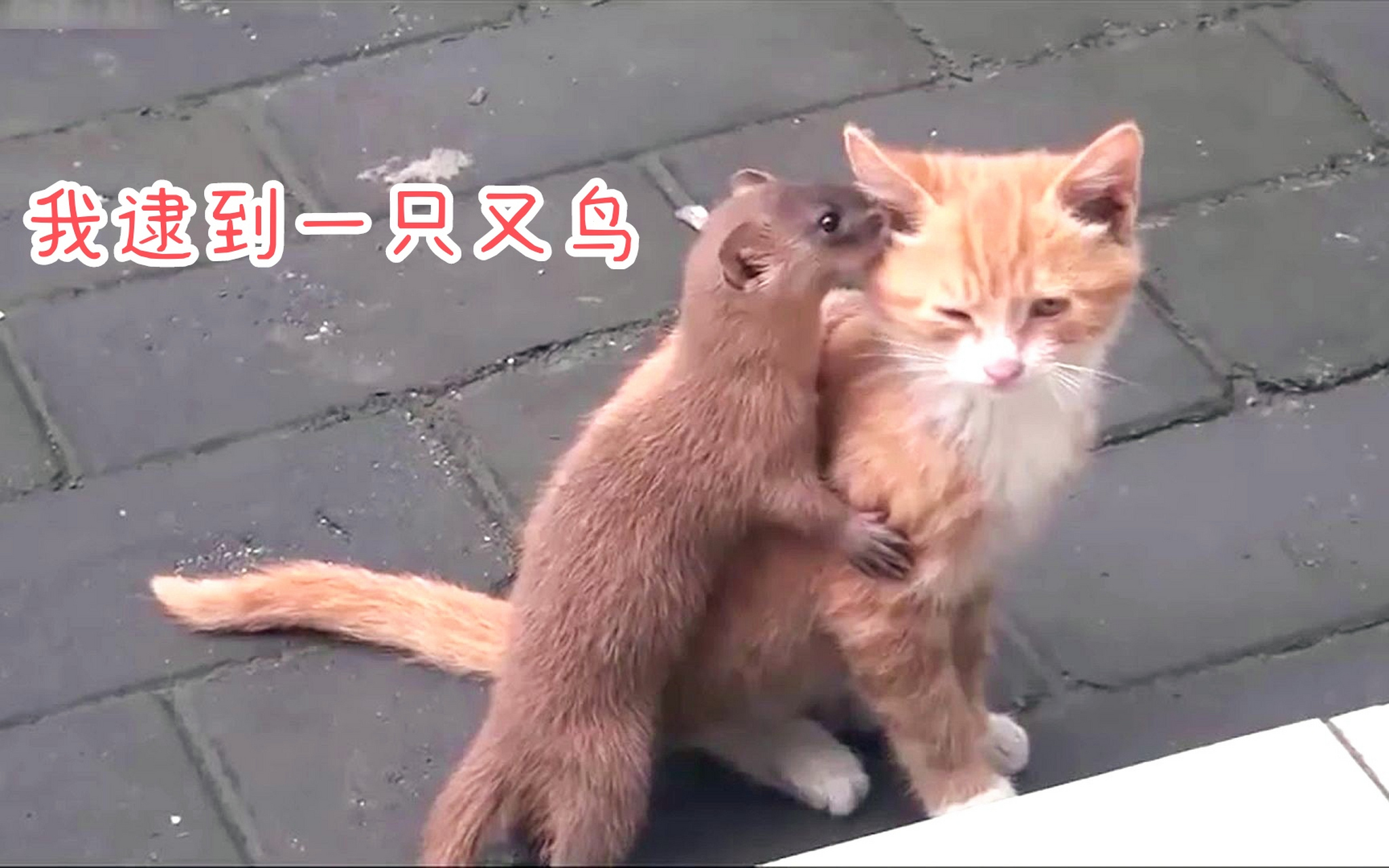 黄鼠狼给猫咪说悄悄话.#趣图搞笑# #动物趣图