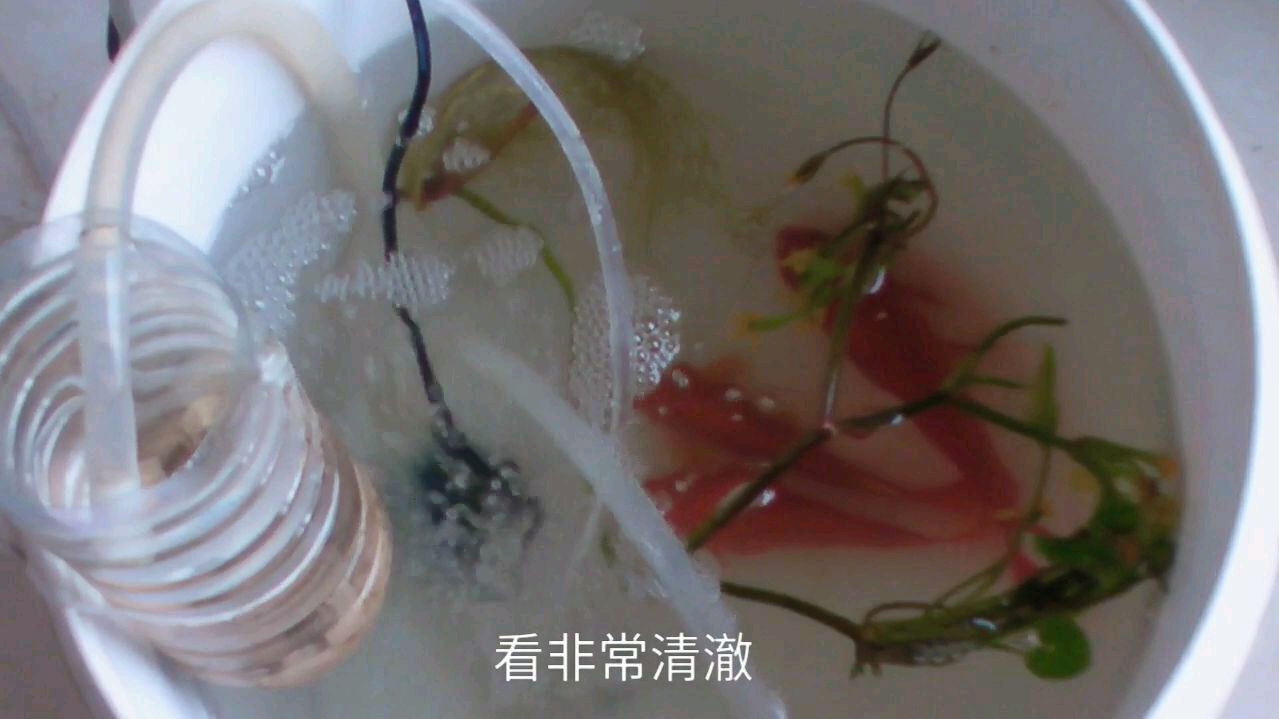 自制0元鱼缸过滤器,清洗方便,滤出所有垃圾