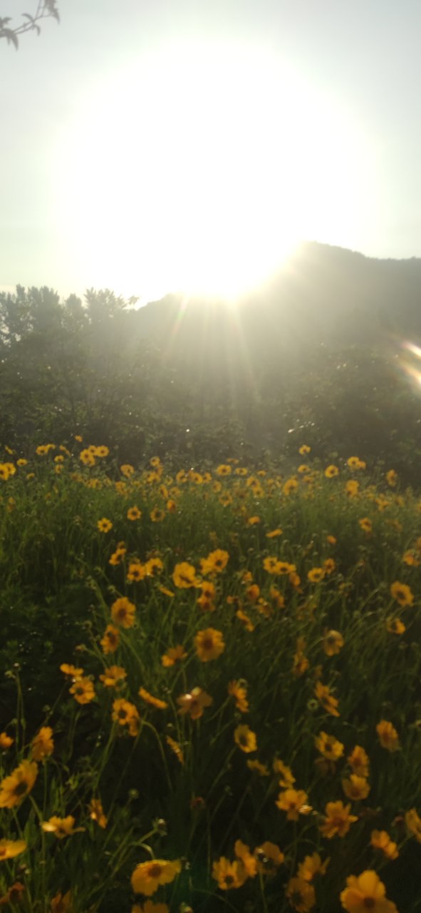 早上好! 太阳当空照, 花儿对我笑, 小鸟说,早早早, 我要上班了.