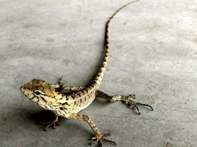 神奇的壁虎"断尾再生术",看完让人震撼,镜头记录全过程