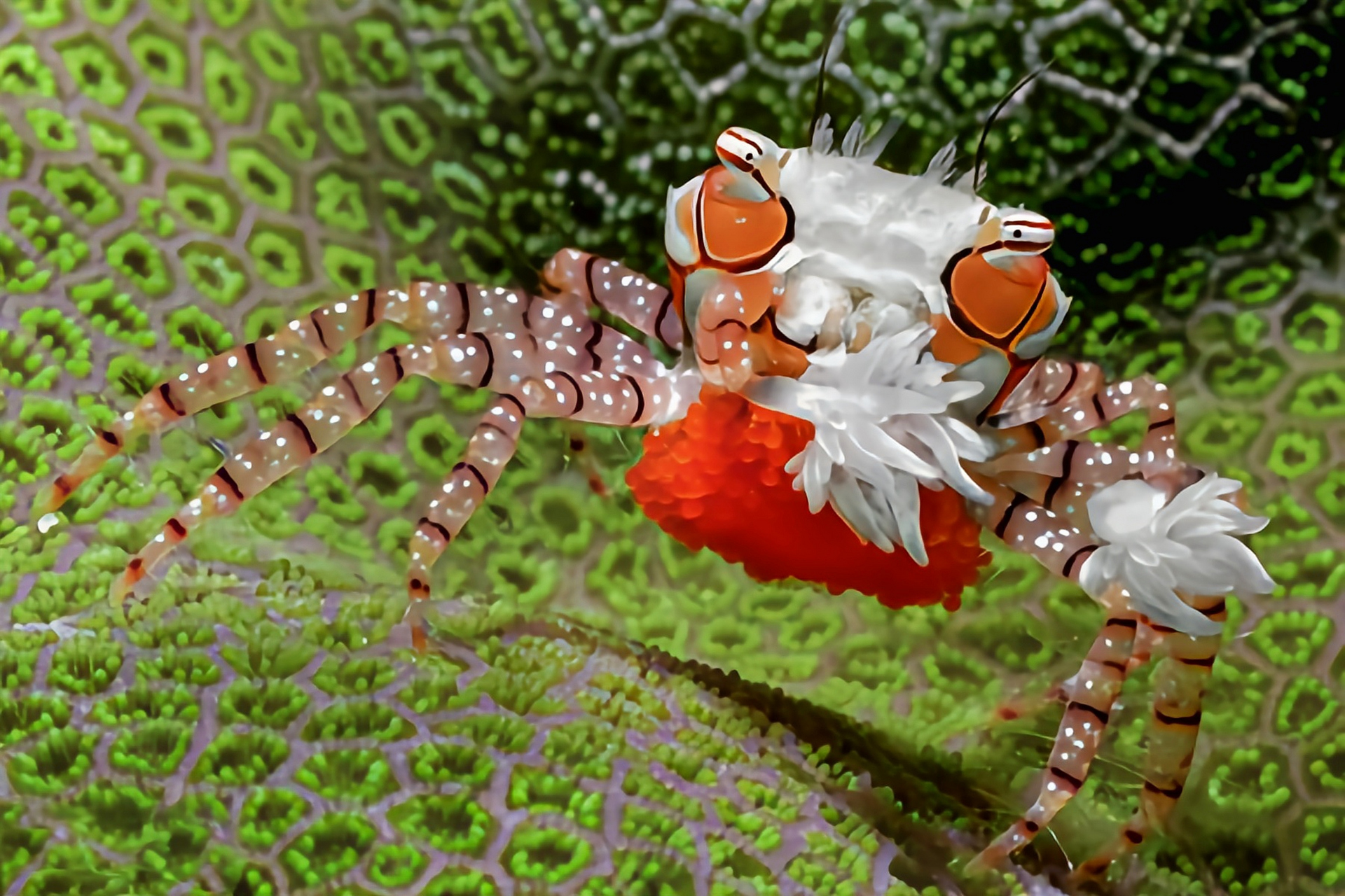 每天认识一种动物——拳击蟹 拳击蟹别名花纹细蟹,原产于印度洋东南亚