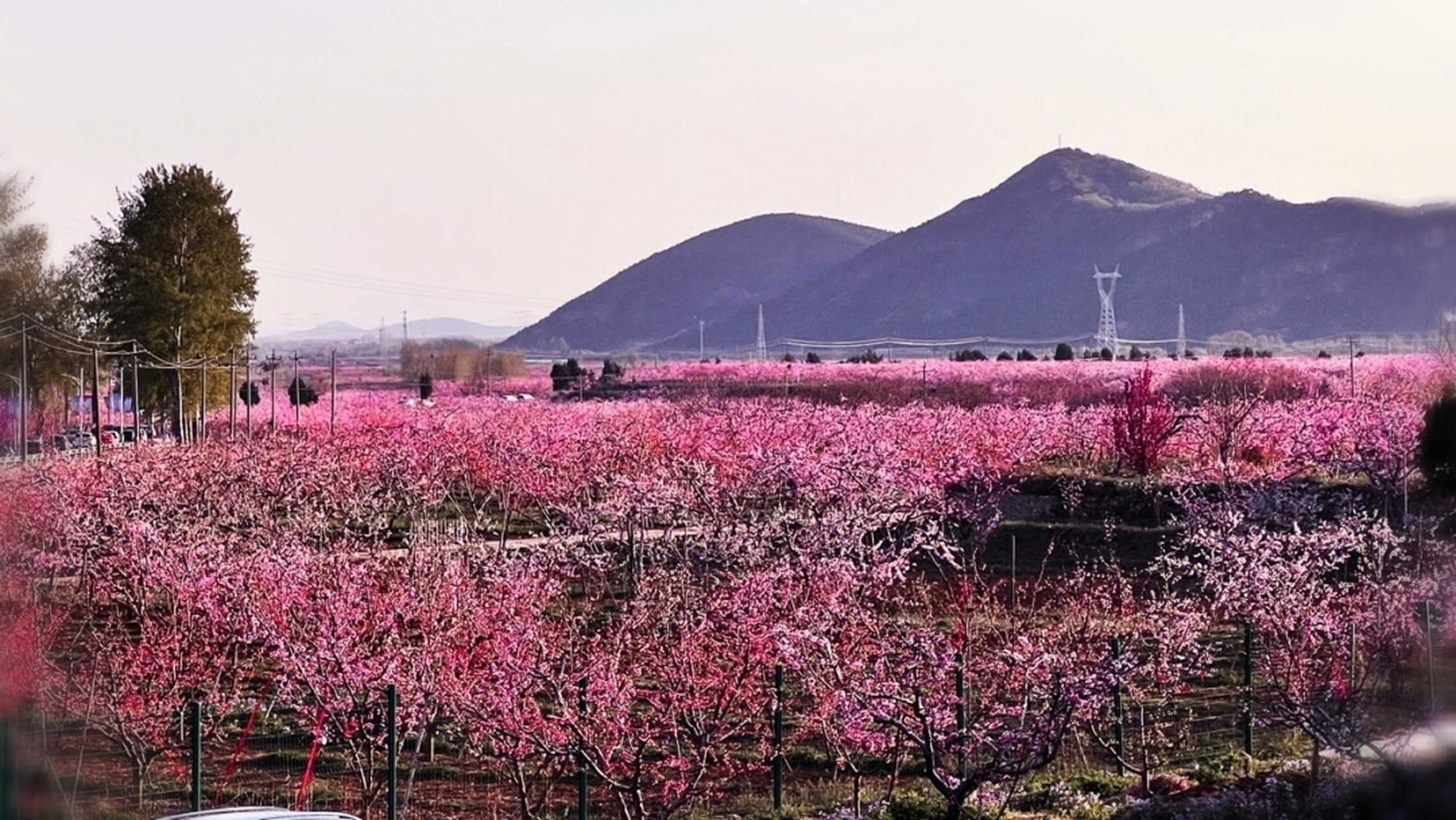 桃花海平谷图片