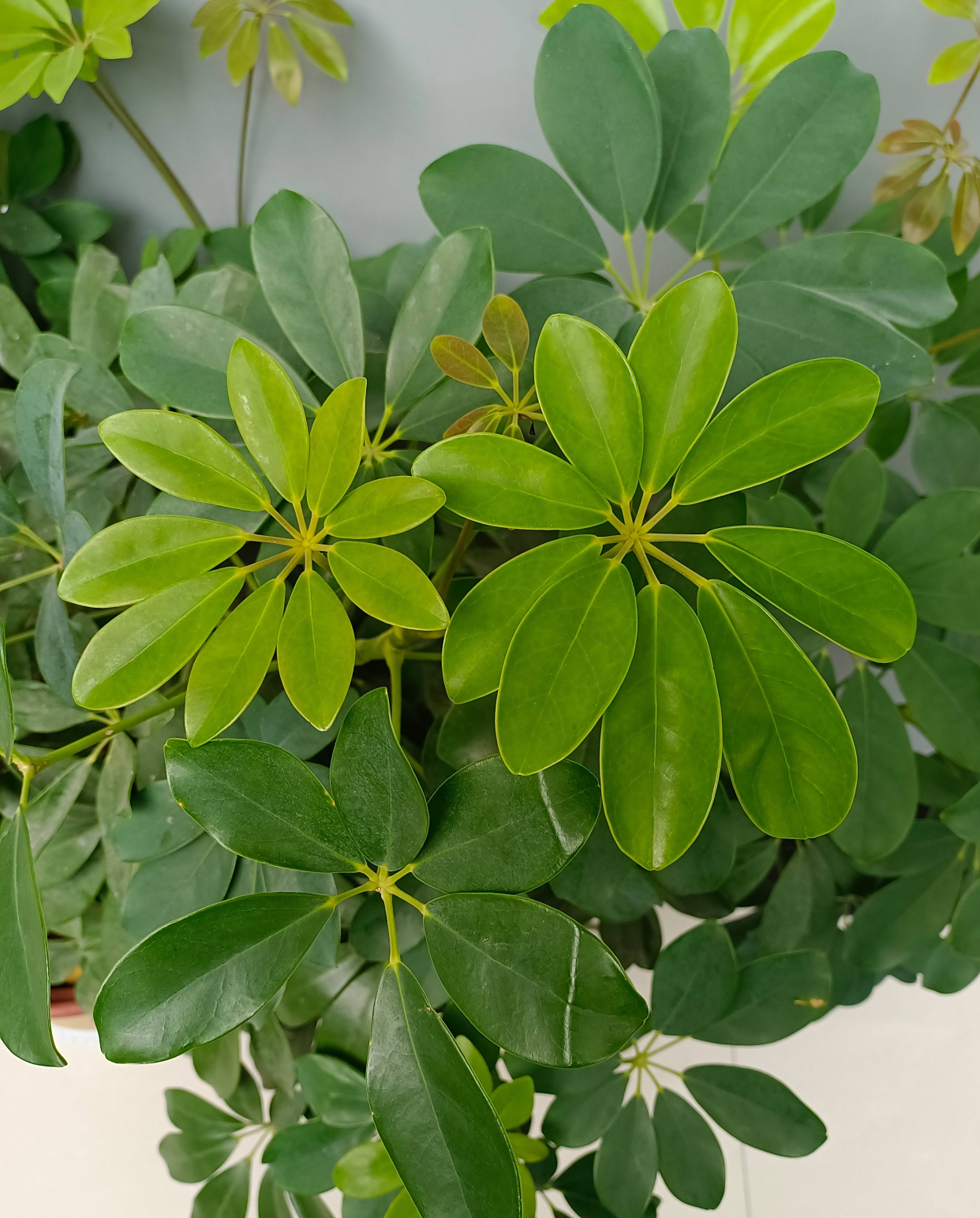 3种"健康树",养一盆放室内,散光下更旺,净化空气美观大气