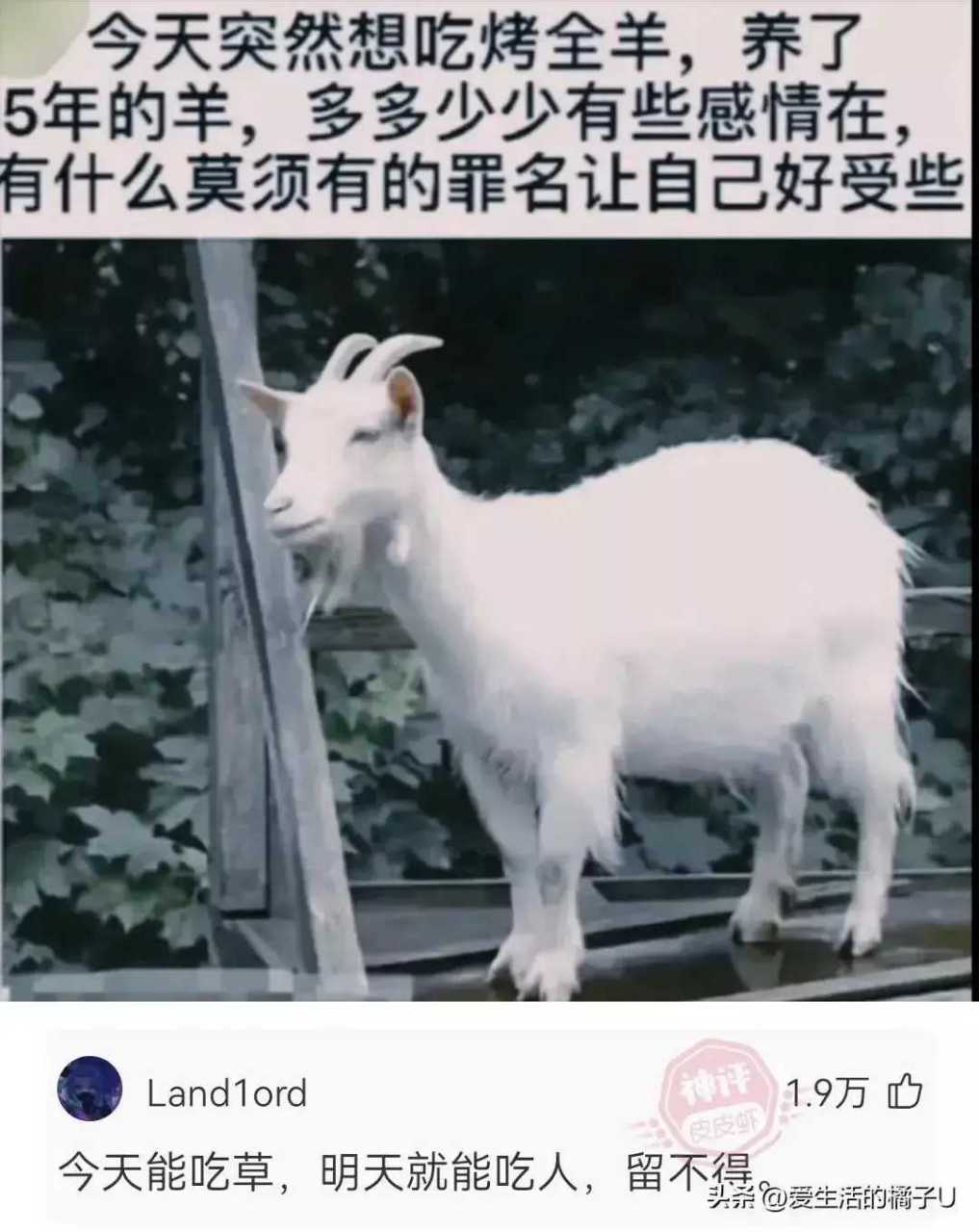 今天吃草,明天就能吃人,留不得…… 网友:这真是神评呀!