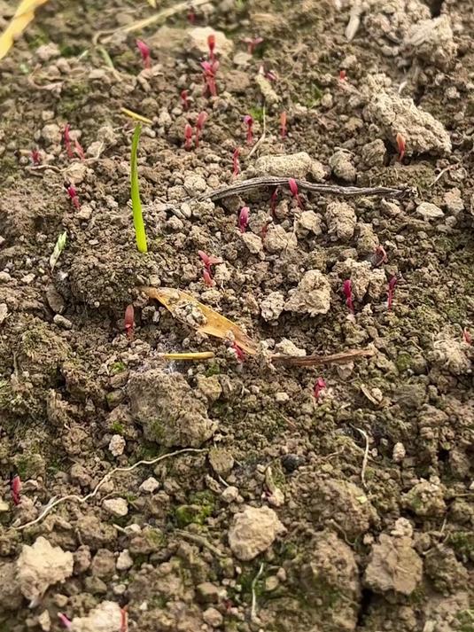 红苋菜出土啦,天气还没那么稳定,还是需要安装大棚的