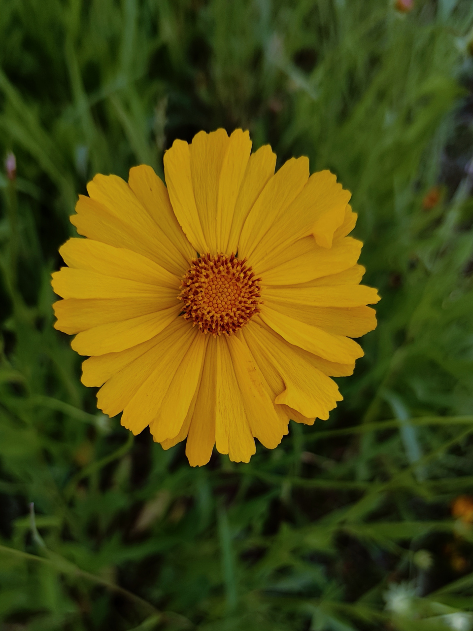 今天是520,拍了两朵孤独的小花和一朵花蕾.