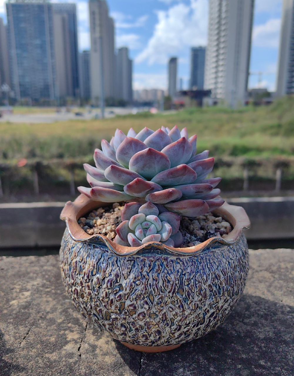 多肉,我的大橙子们橙梦露