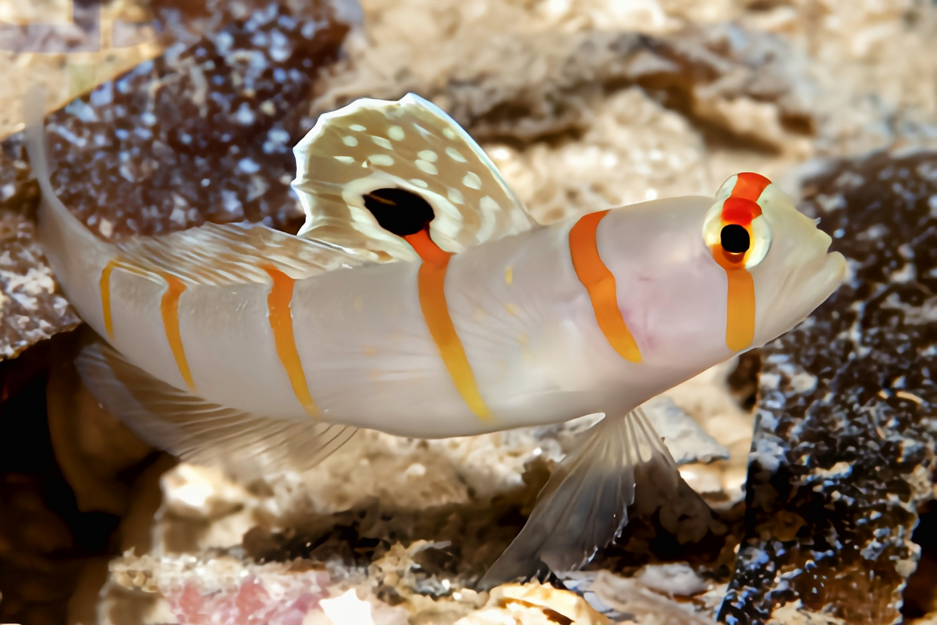 每天认识一种动物——大帆虾虎 大帆虾虎别名伦氏钝塘鳢,原产于太平洋