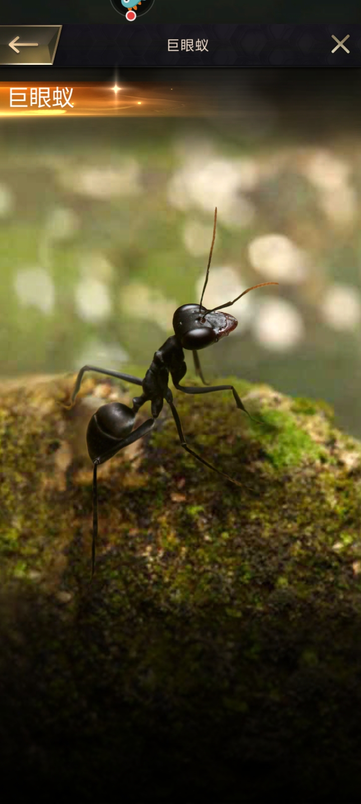 「走进自然」第三季:巨眼蚁