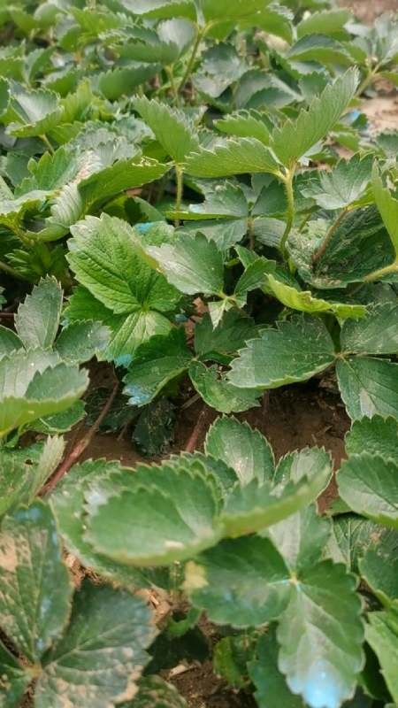 大叶红颜草莓苗,植株矮壮,叶片健康,无病害-度小视