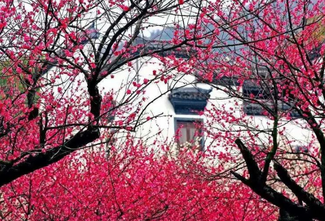 代表清廉的植物