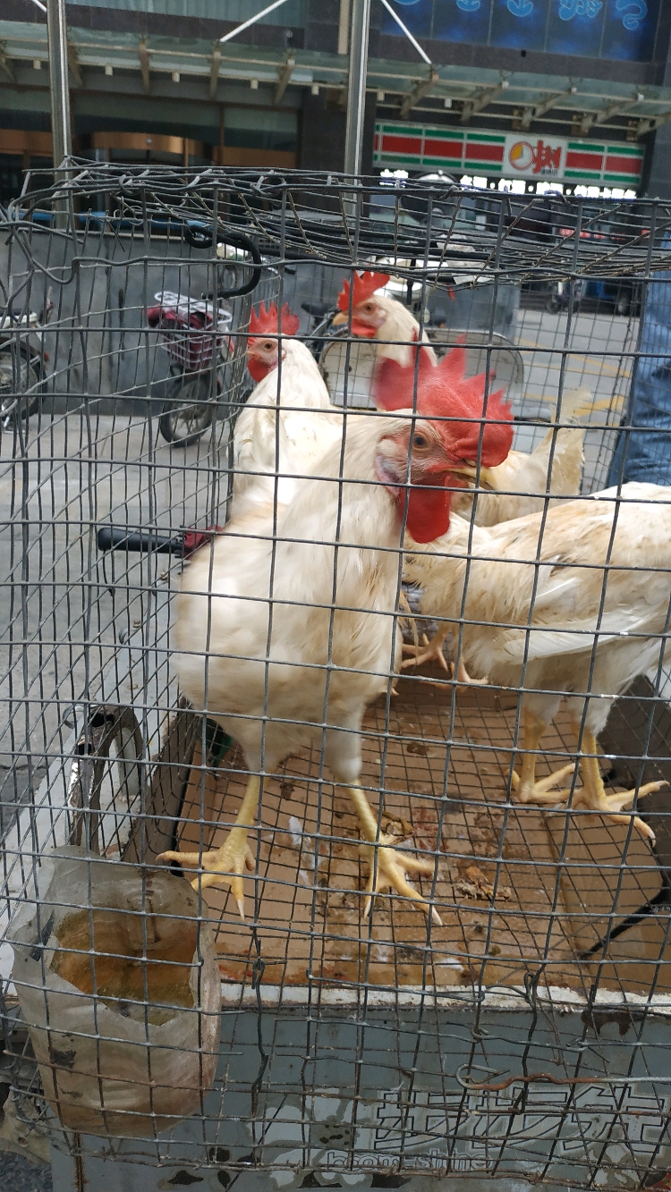 乌鸦喝水,彰显智慧,公鸡喝水,威风八面