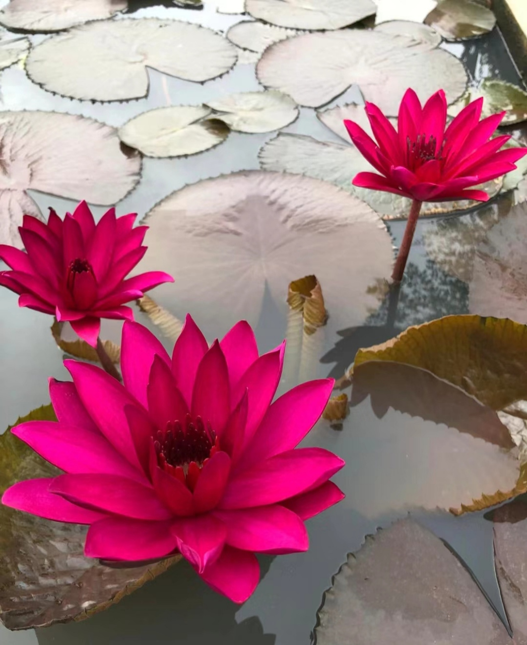 妈呀,红得如此纯正的睡莲,你喜欢吗?