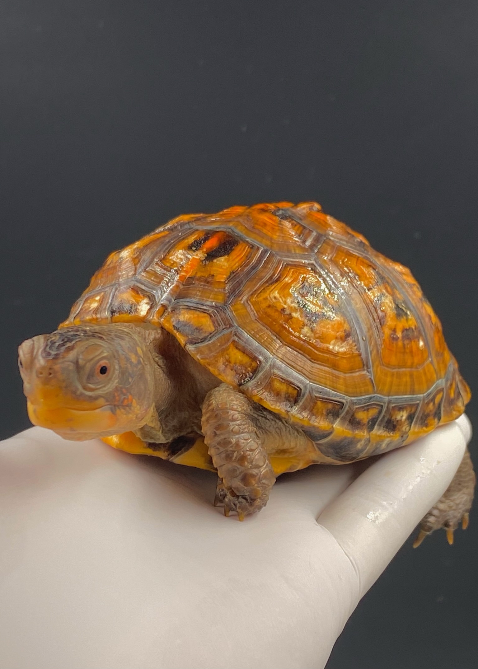 极 品返花黄系东箱母2019年龟,观赏收藏最佳!