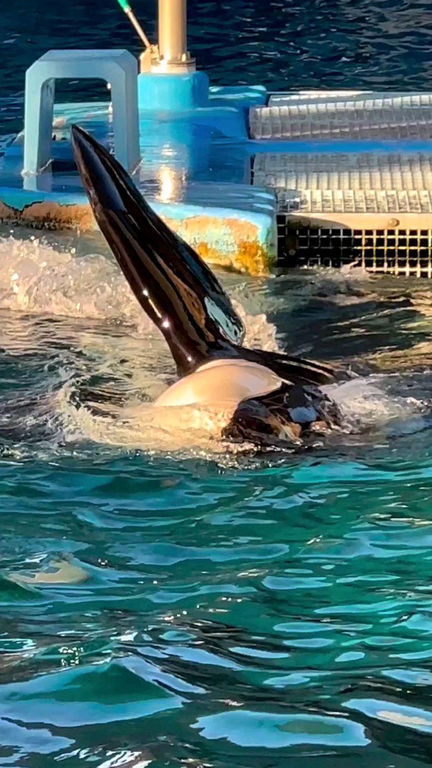 虎鲸仰泳喷水花,才艺表演