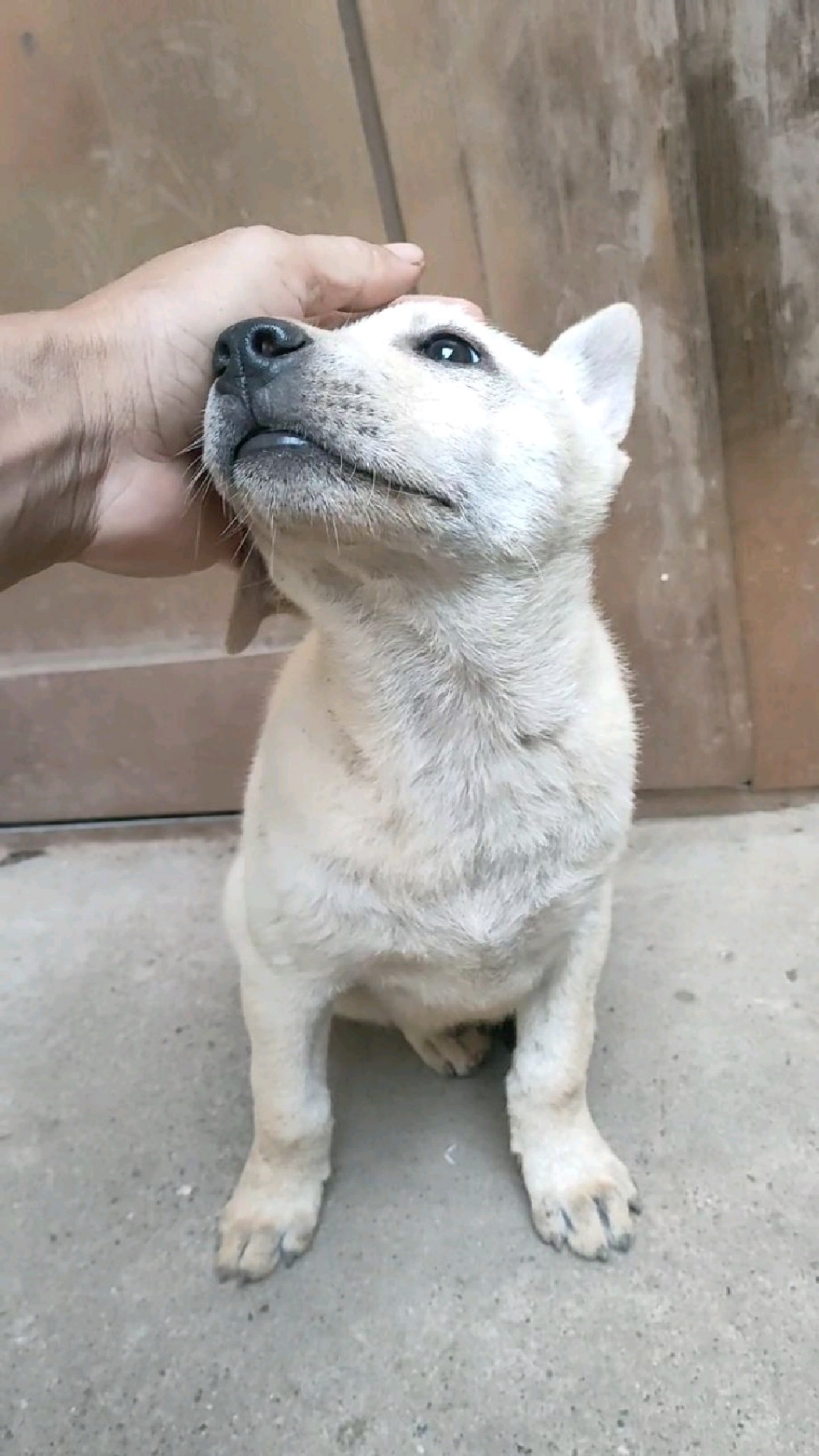 这小狗刚出生时身体瘦弱,还怕养不活,现在长得很结实,已经十多斤了