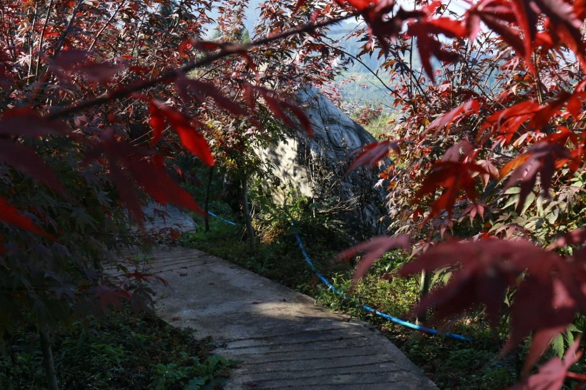 大盛镇红枫园,在渝北大盛镇的云龟山,与万亩樱花林比邻的500亩红枫.