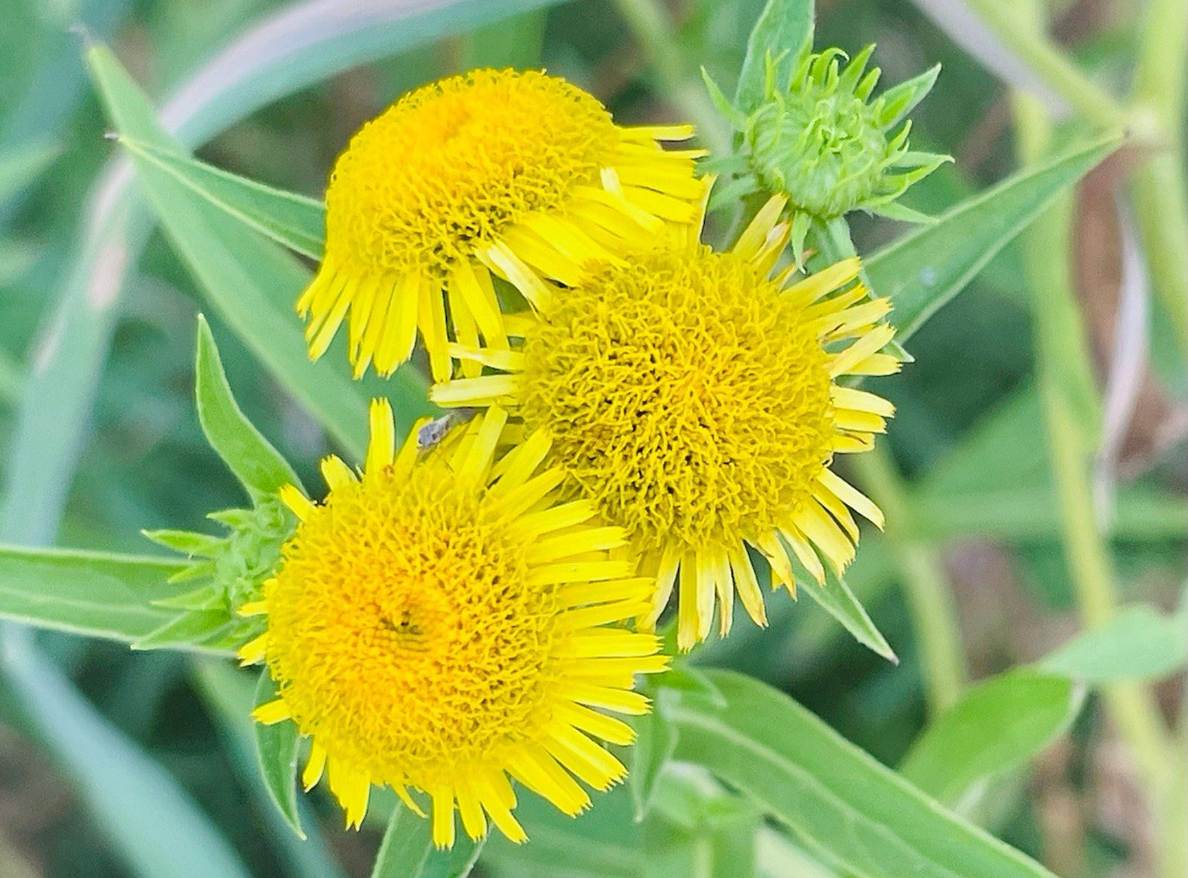 旋覆花是菊科旋覆花属植物.茎被长伏毛,或下部脱毛;中部叶长圆形,长圆