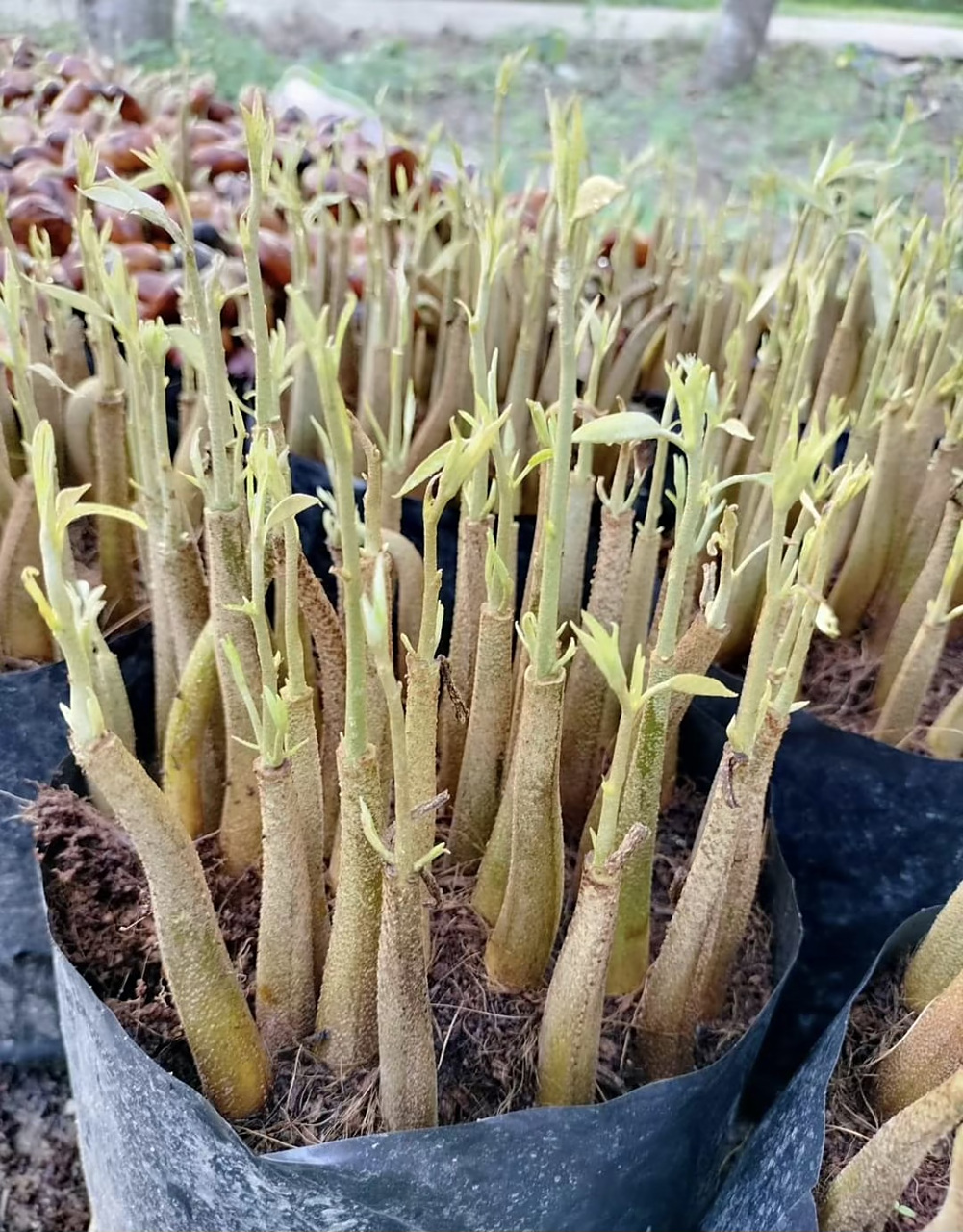 榴莲种子发芽后是这个样子的.