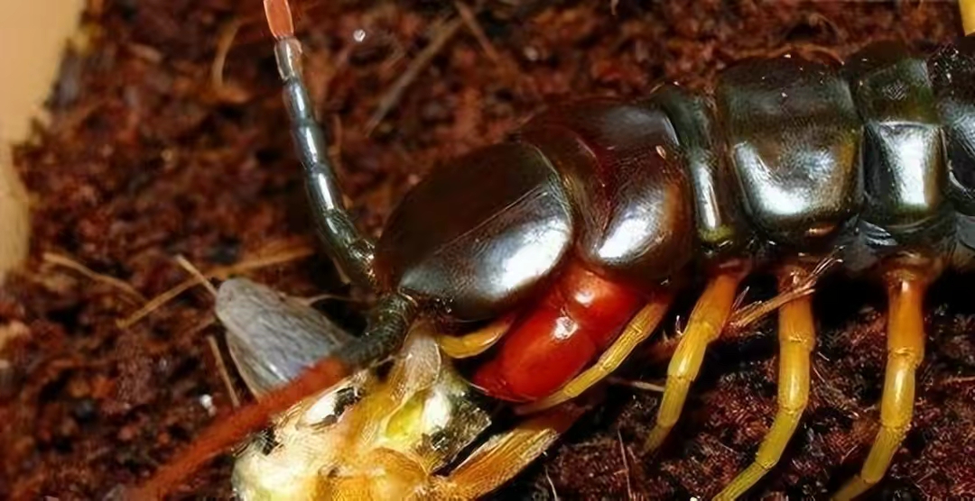 长度超成人半臂"巨人蜈蚣",30秒可毒死老鼠,一口致人败血症!