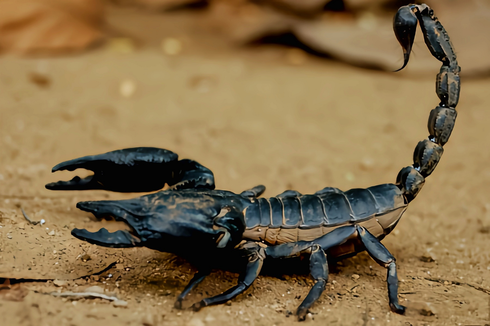 每天认识一种动物——马来西亚雨林蝎 马东西亚雨林蝎别名多刺异蝎,假