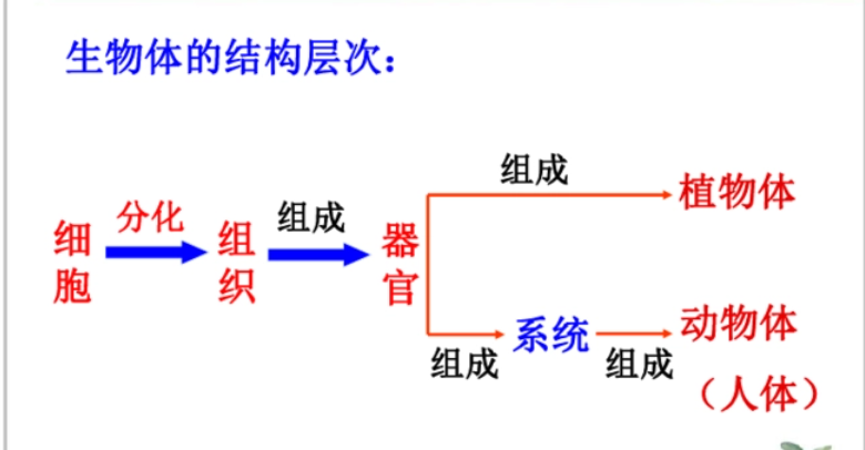 生物体的结构层次是什么呢?