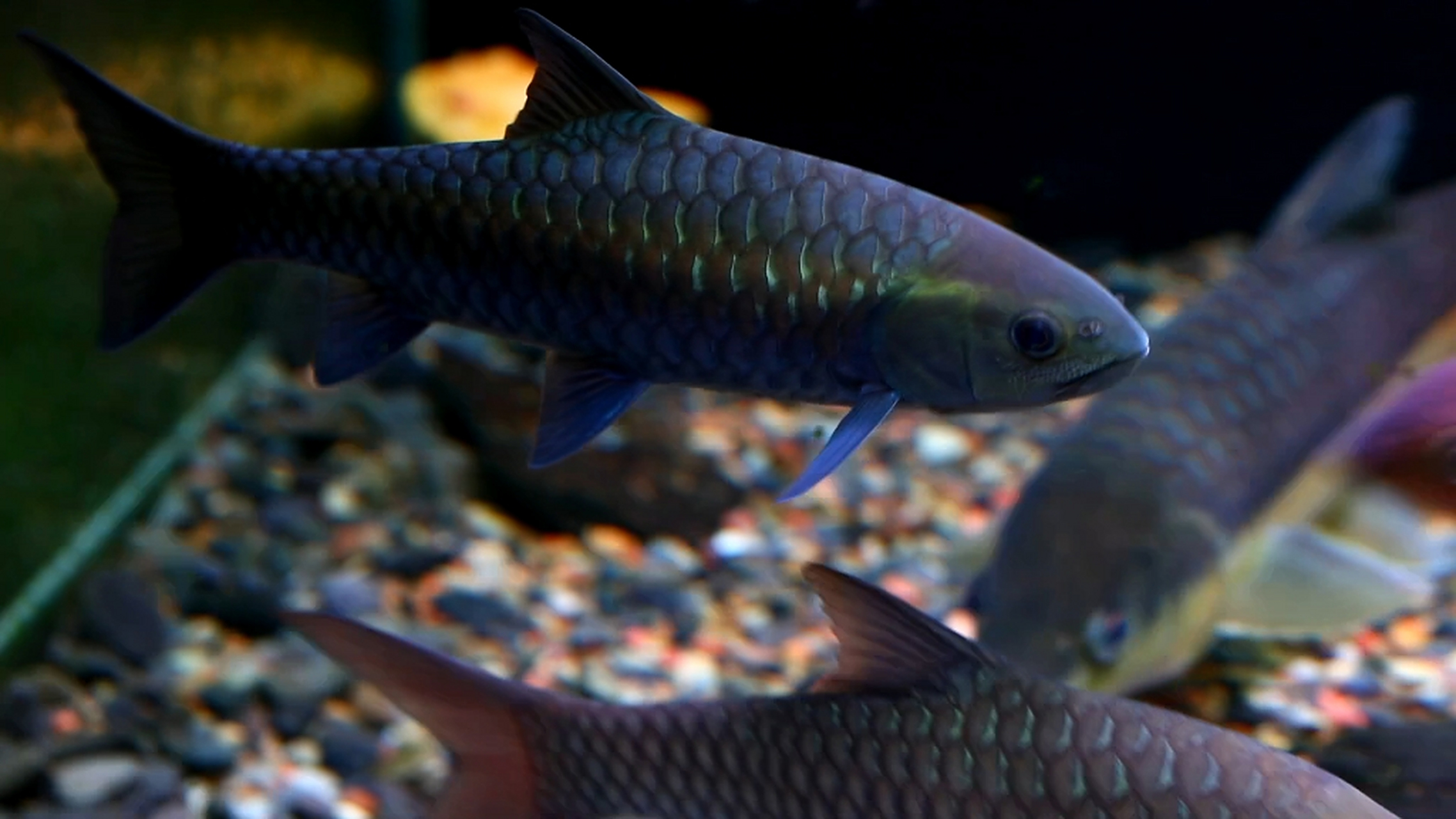 蓝吉罗#观赏鱼# , 为辐鳍鱼纲鲤形目鲤科结鱼属,被列为濒危保育类动物