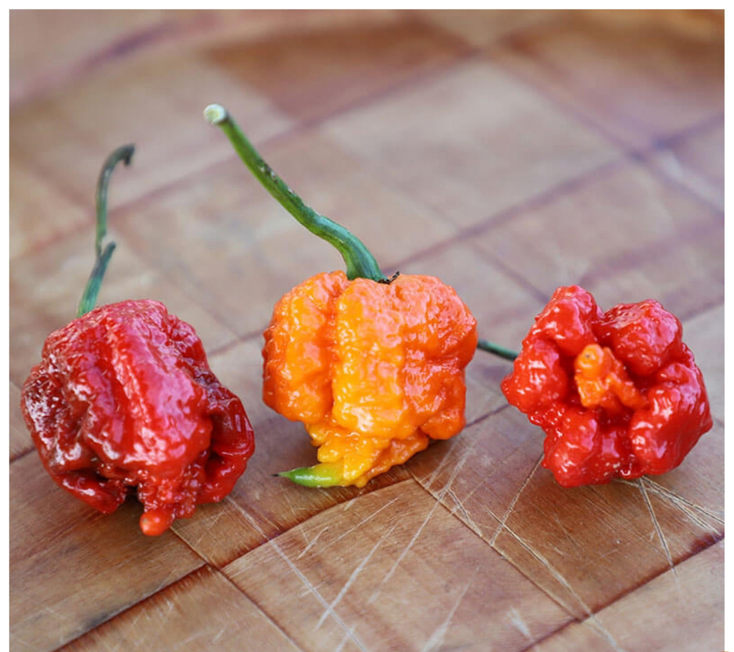 能辣死人的卡罗莱纳死神辣椒