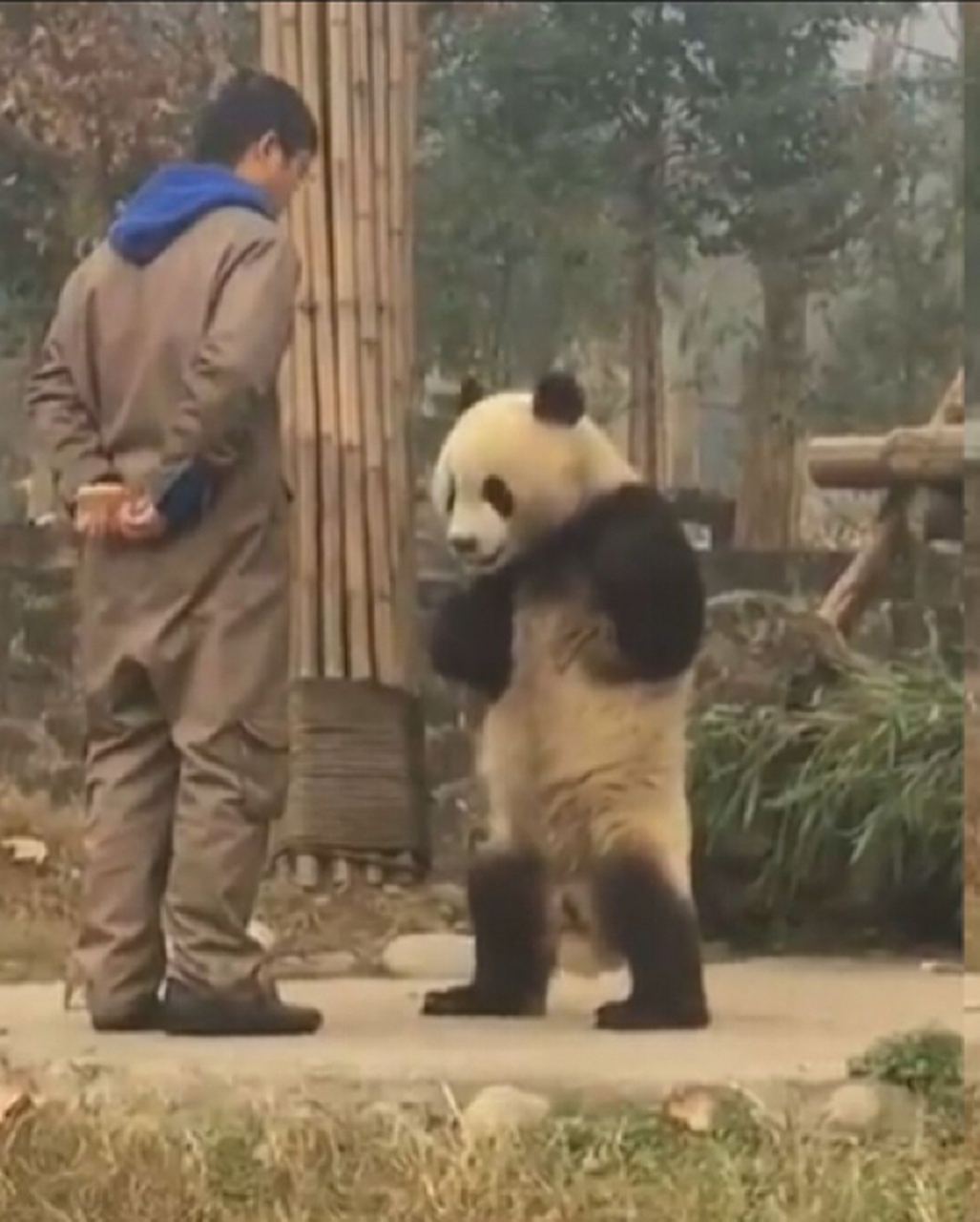 天时地利人和动物图片