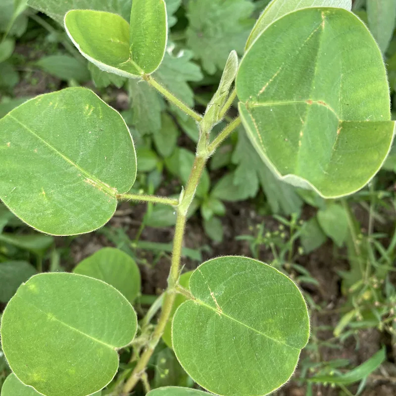 "广金钱草"日常生活小记