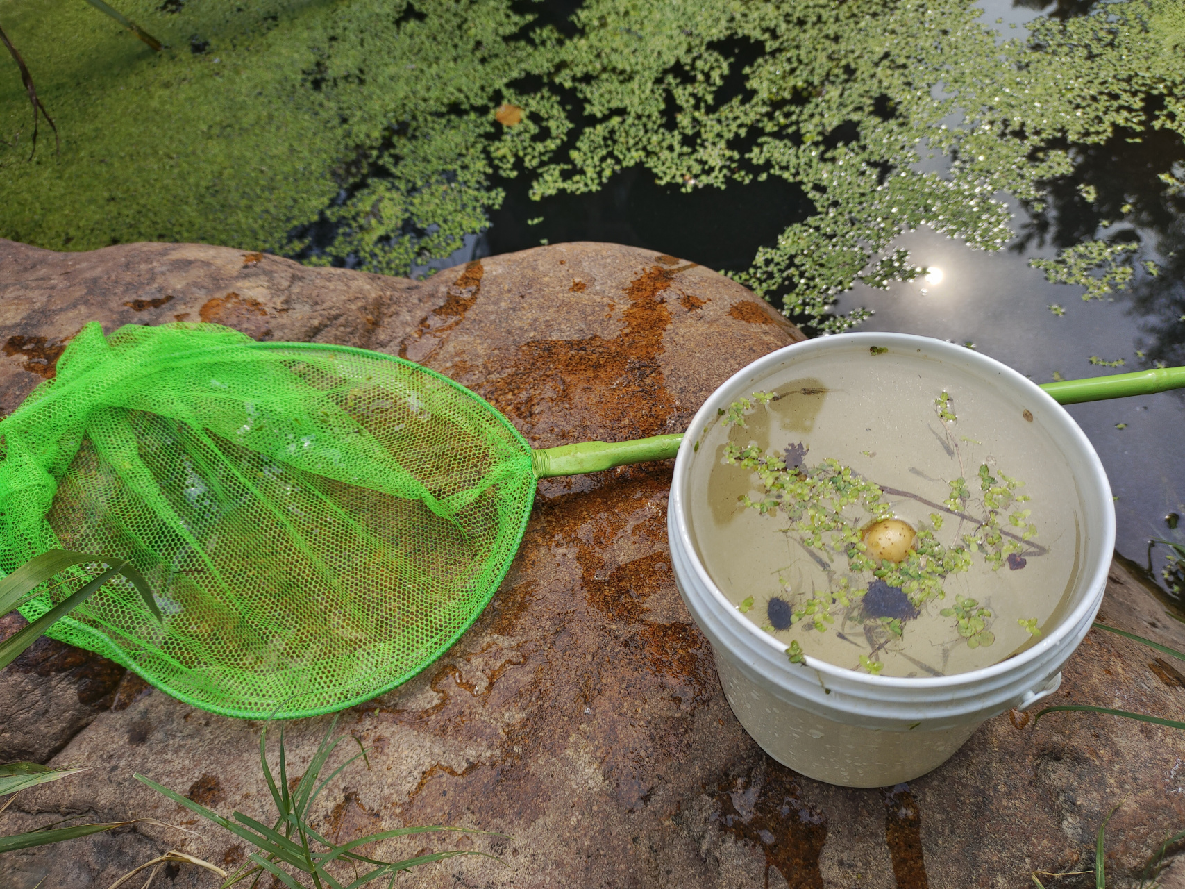 喂食池塘捞来的野生小鱼,养起来容易很多,想捞一条大的,结果它们太
