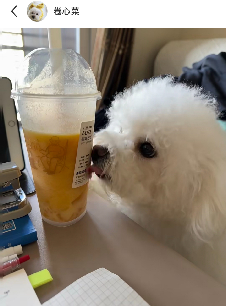 狗子"望梅止渴"式喝奶茶