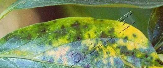 柿子炭疽病用什么农药防冶?