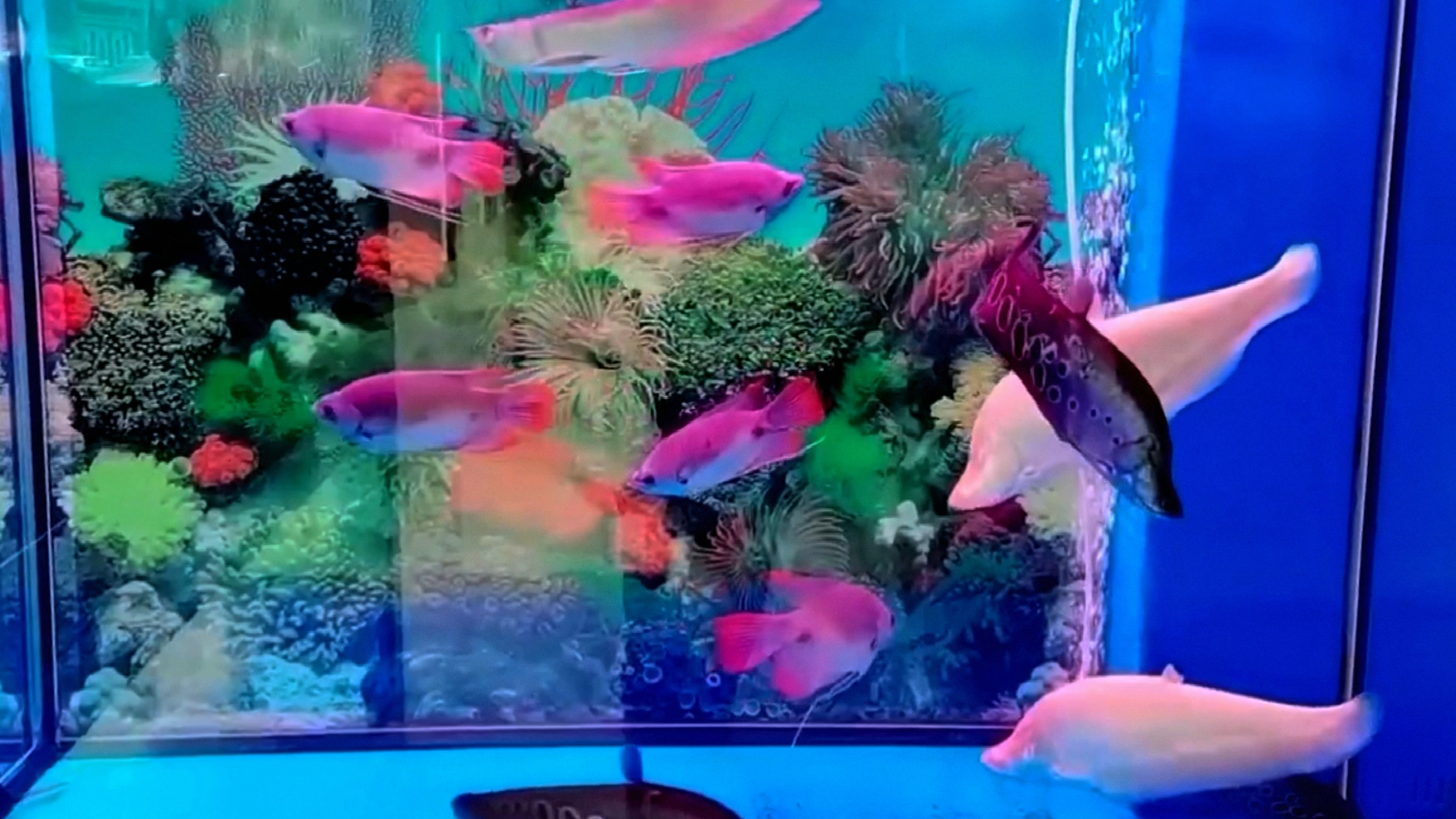 观赏鱼混养-银龙鱼、红战船(红尾招财)、白化金刀鱼、七星刀鱼