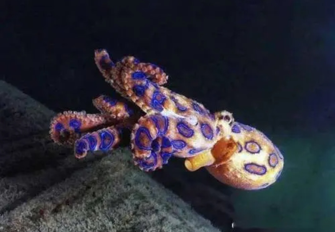 剧毒无比的海洋生物之蓝环章鱼