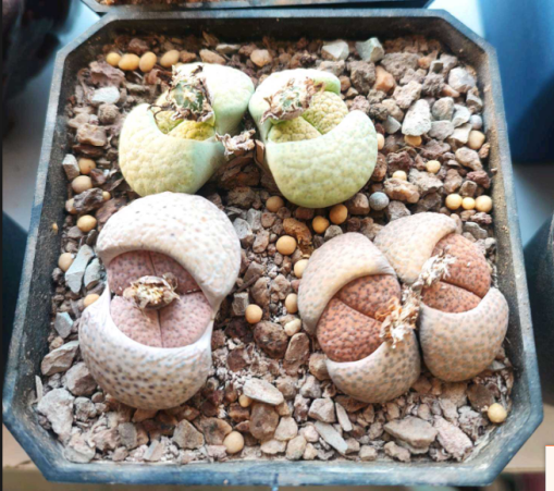 生石花-紫熏,微纹的成长