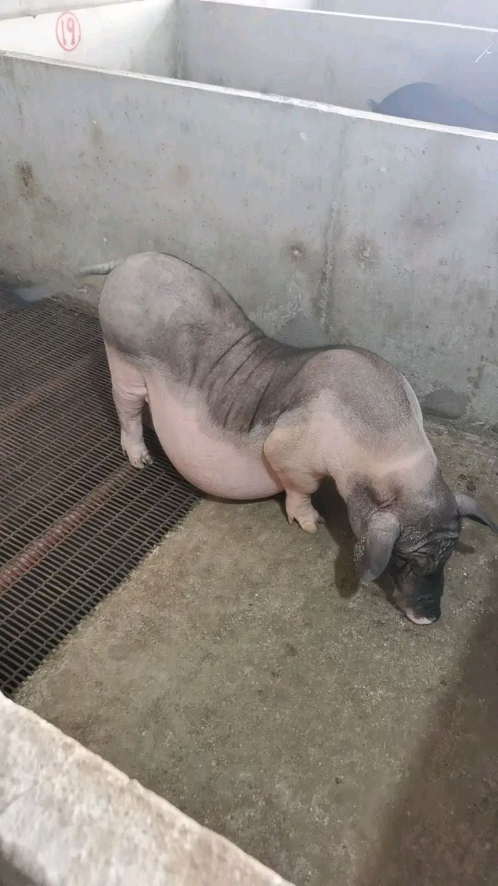 就像最近某企业花2500万引进的1000多头美国种猪,几乎所有的大中型