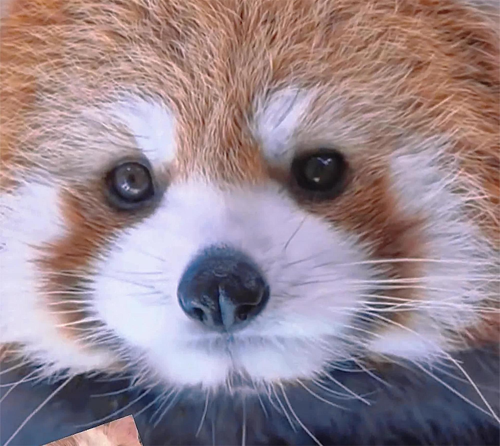 这么可爱的小浣熊,有没有俘获你的心,网友:比照片要好看