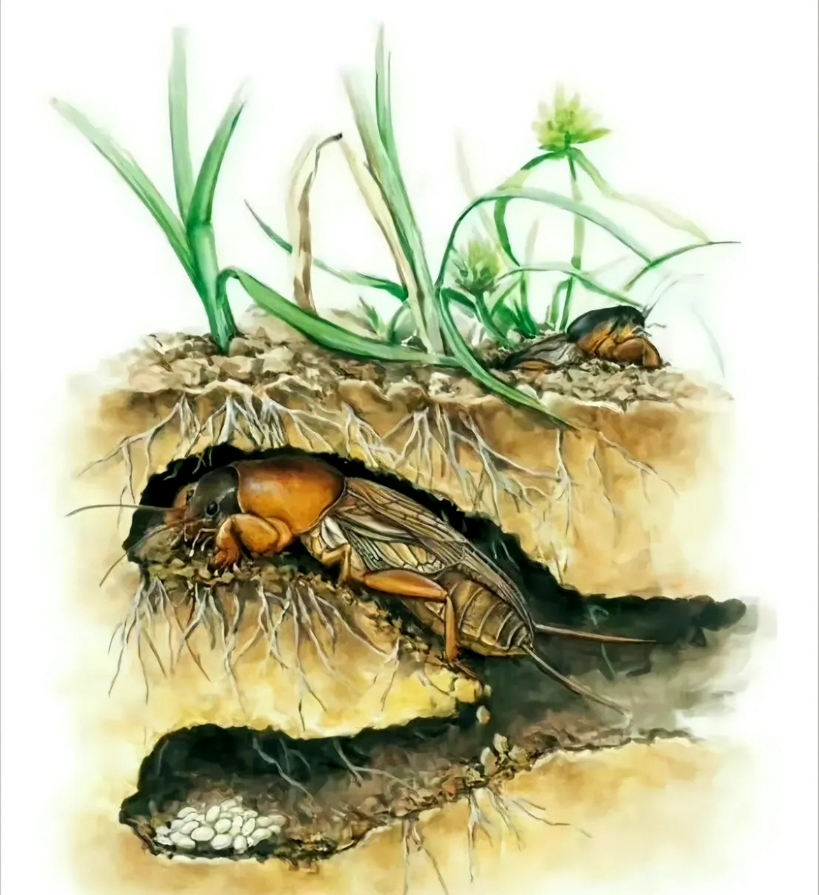 这个虫子可坏了,把花生咬得只剩空皮.我们看到了就用铁锹一斩两半