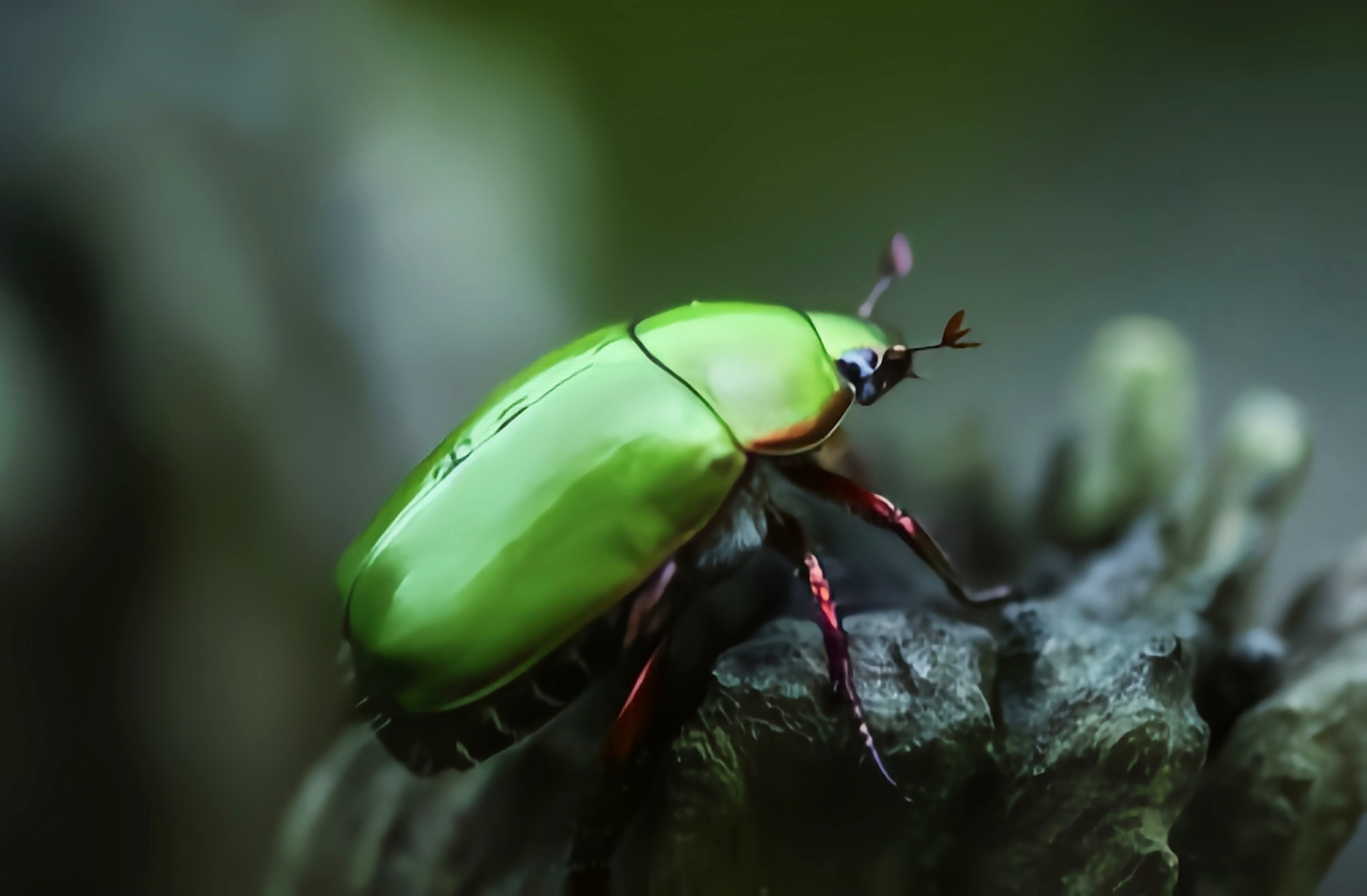 每天认识一种昆虫——红脚绿丽金龟 红脚绿丽金龟是鞘翅目丽金龟科