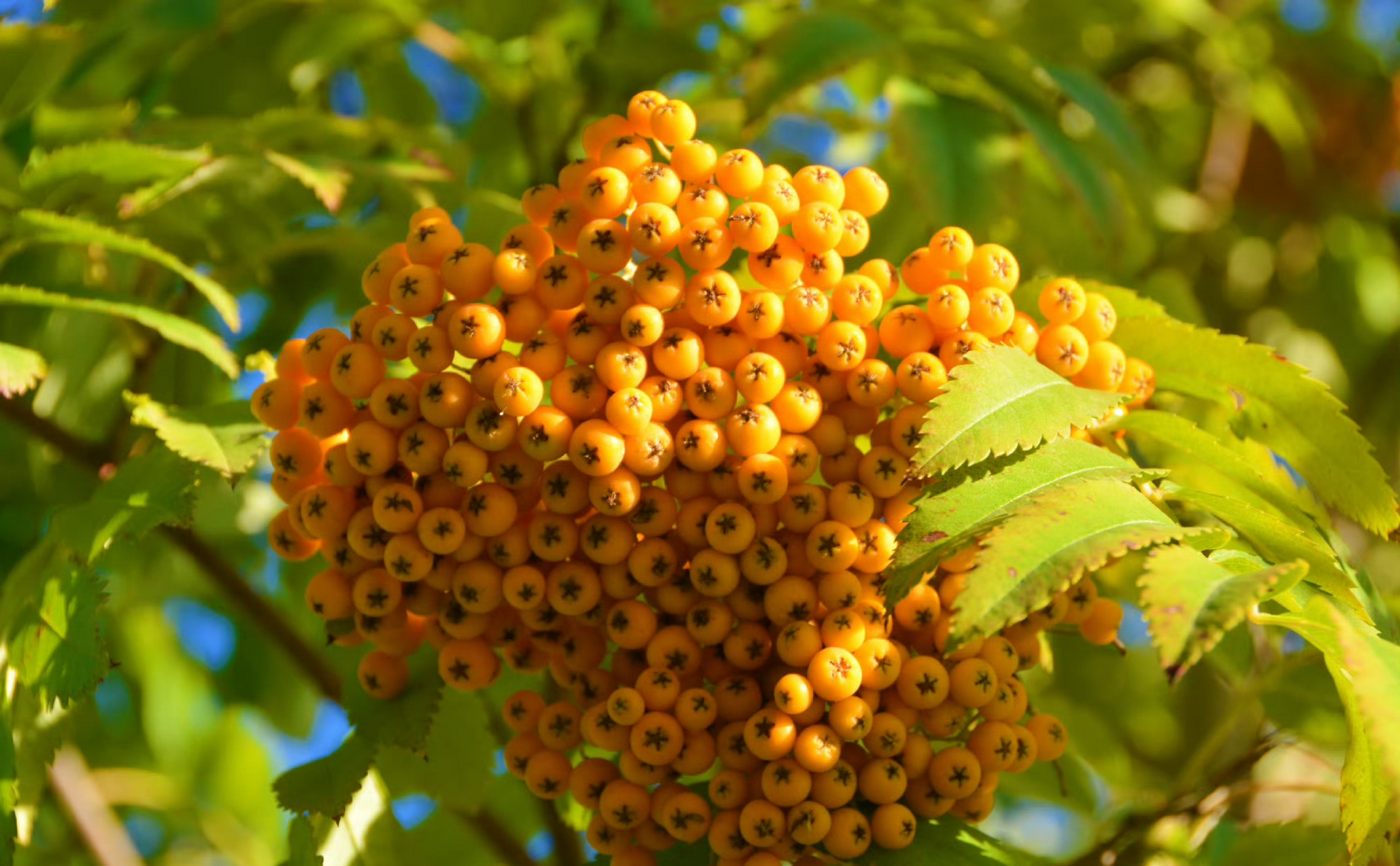金灿灿的花楸果,花楸果是蔷薇科花楸树的果实,又名野樱莓和黑果花楸等