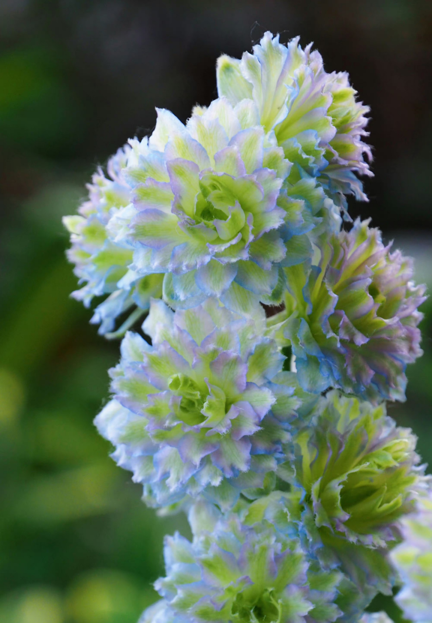 无性系大花飞燕草彩虹回忆,怎么会有这么好看的颜色!