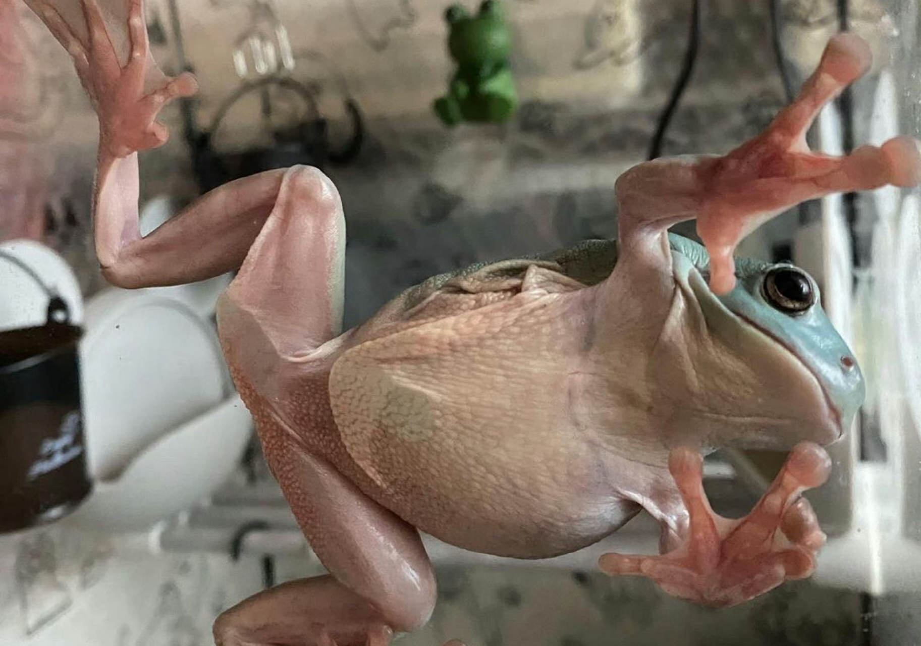 老爷树蛙趴在玻璃缸上的样子真的太滑稽了  ,【大泛树蛙rhacophorus