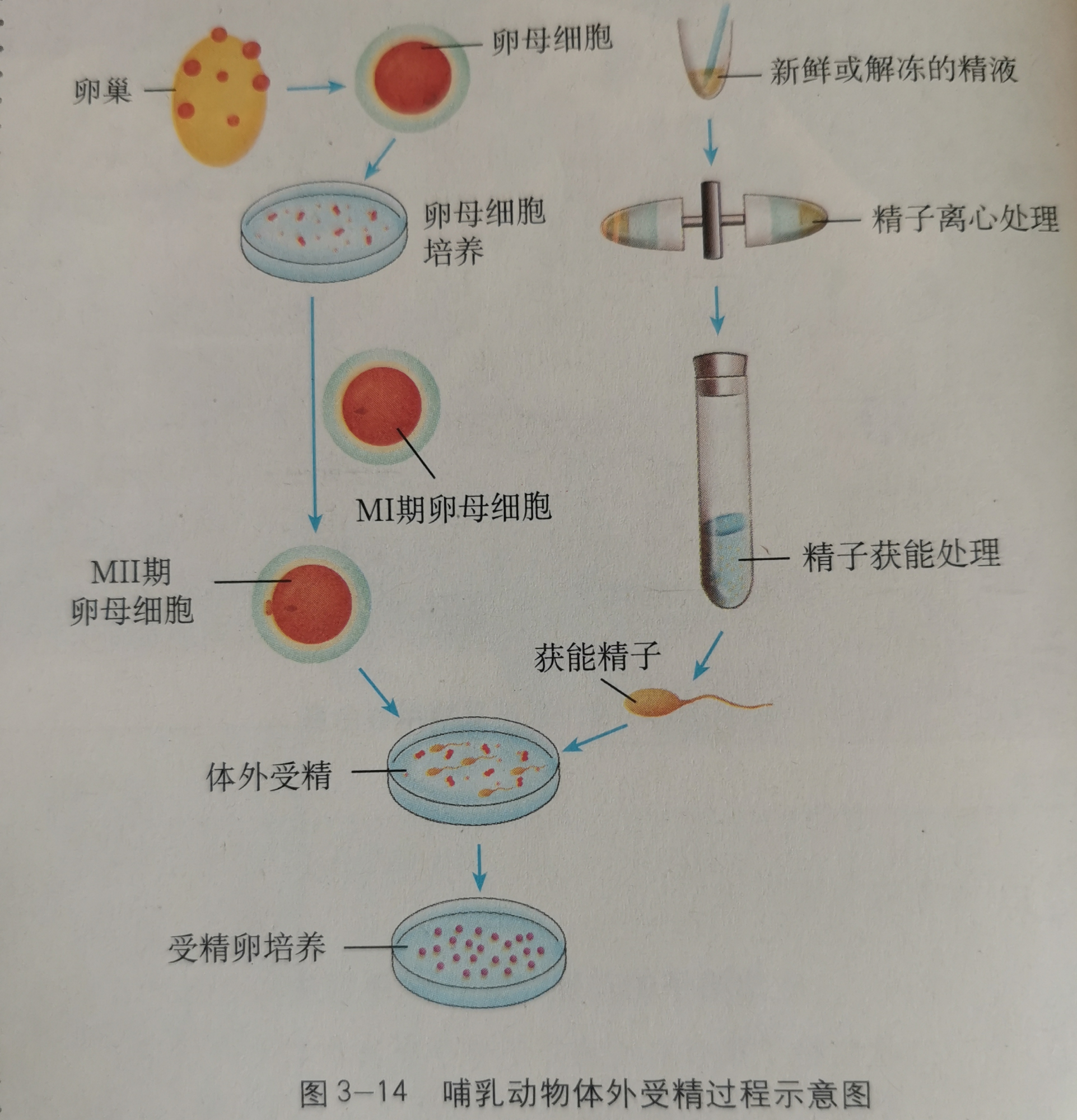 体外受精和早期胚胎培养